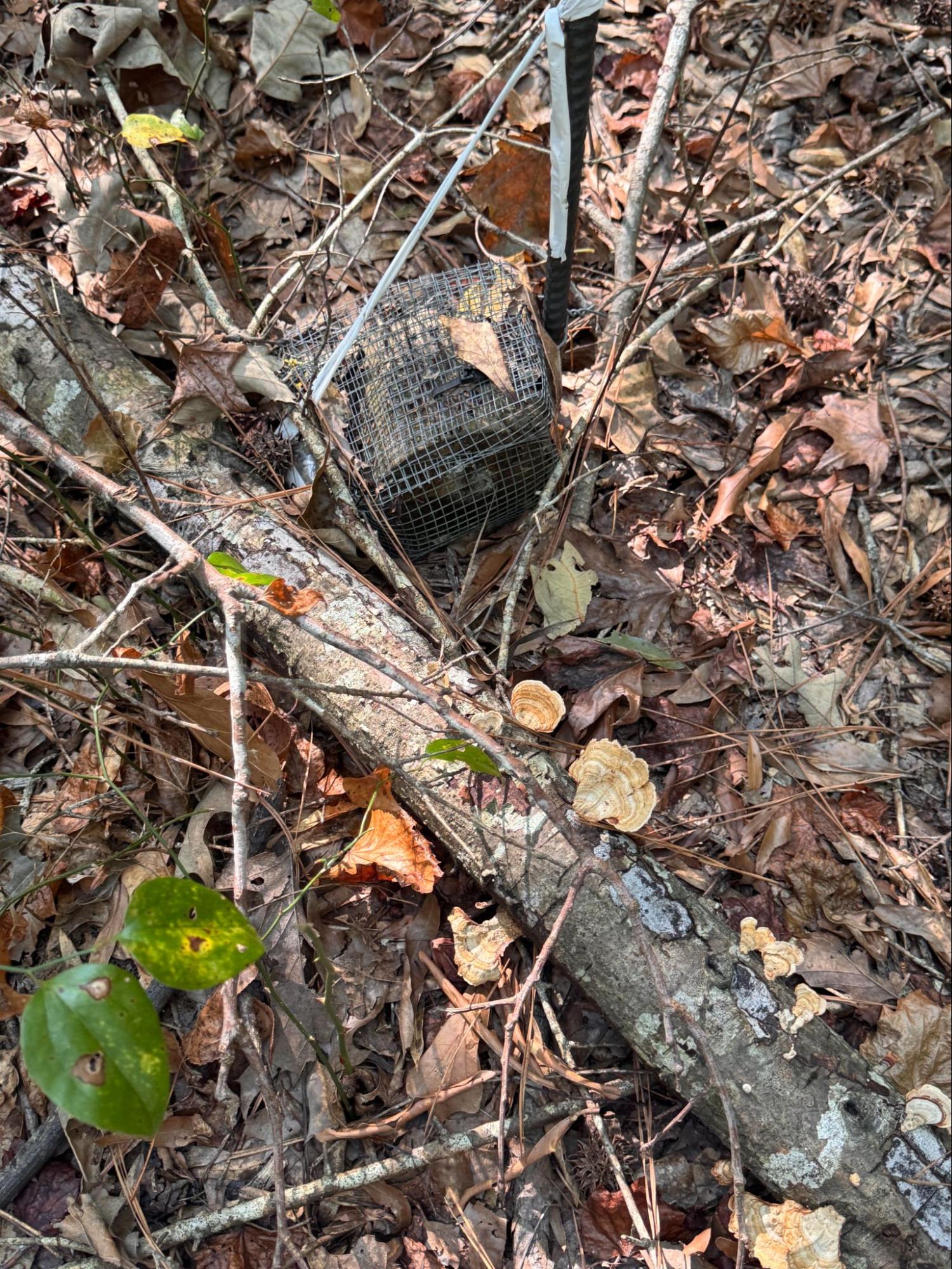 A control wood cookie, left on the ground with no treatments for 6 years, sits next to a fallen log which also has evidence of its own fungal decay, in the form of fruiting mushrooms growing on its surface. Photo: A. Ting.