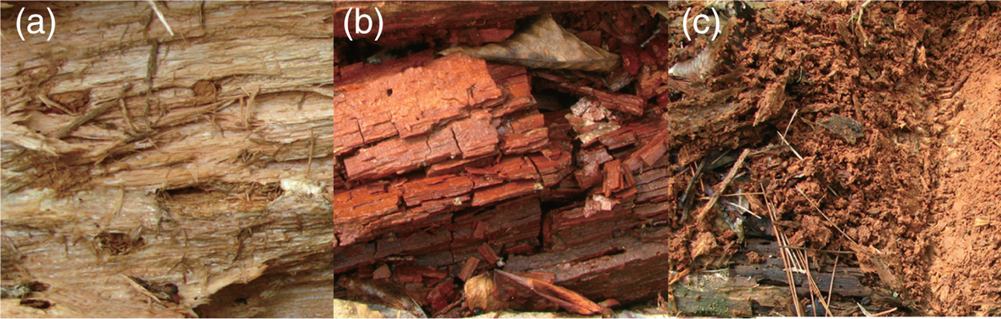 examples-of-rot.png