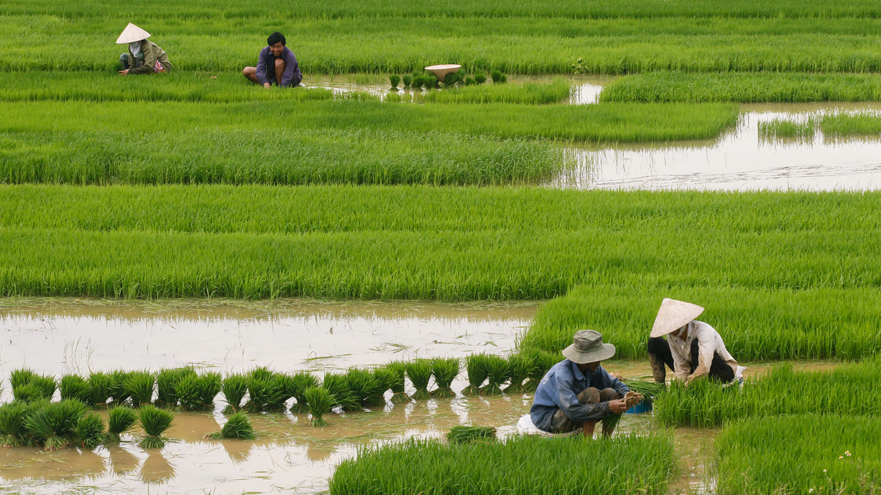 rice-farmers.jpg