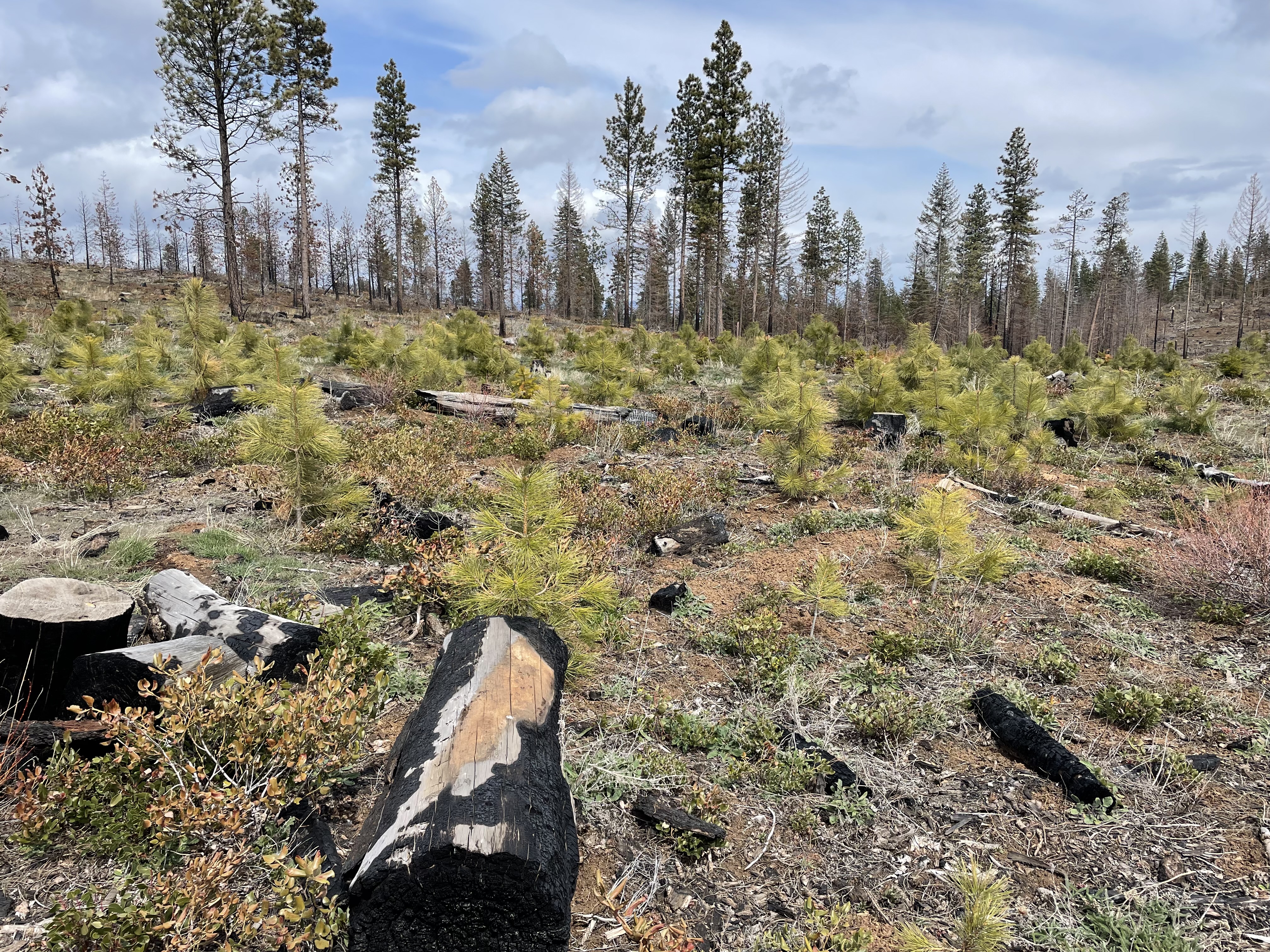 Young ponderosa pines planted in Oregon after a fire. CC Lab 2022.