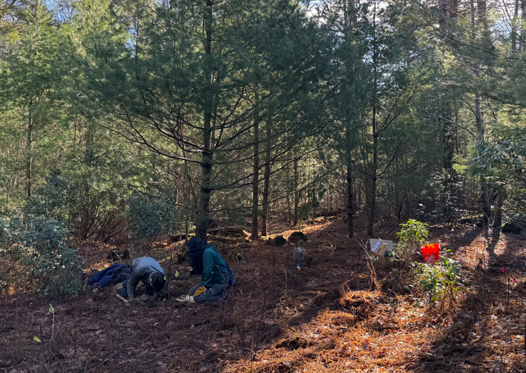 The CC Lab team conducting field experiments at Yale-Myers Forest. (December 2024)