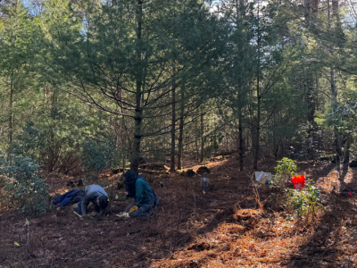The CC Lab team conducting field experiments at Yale-Myers Forest. (December 2024)